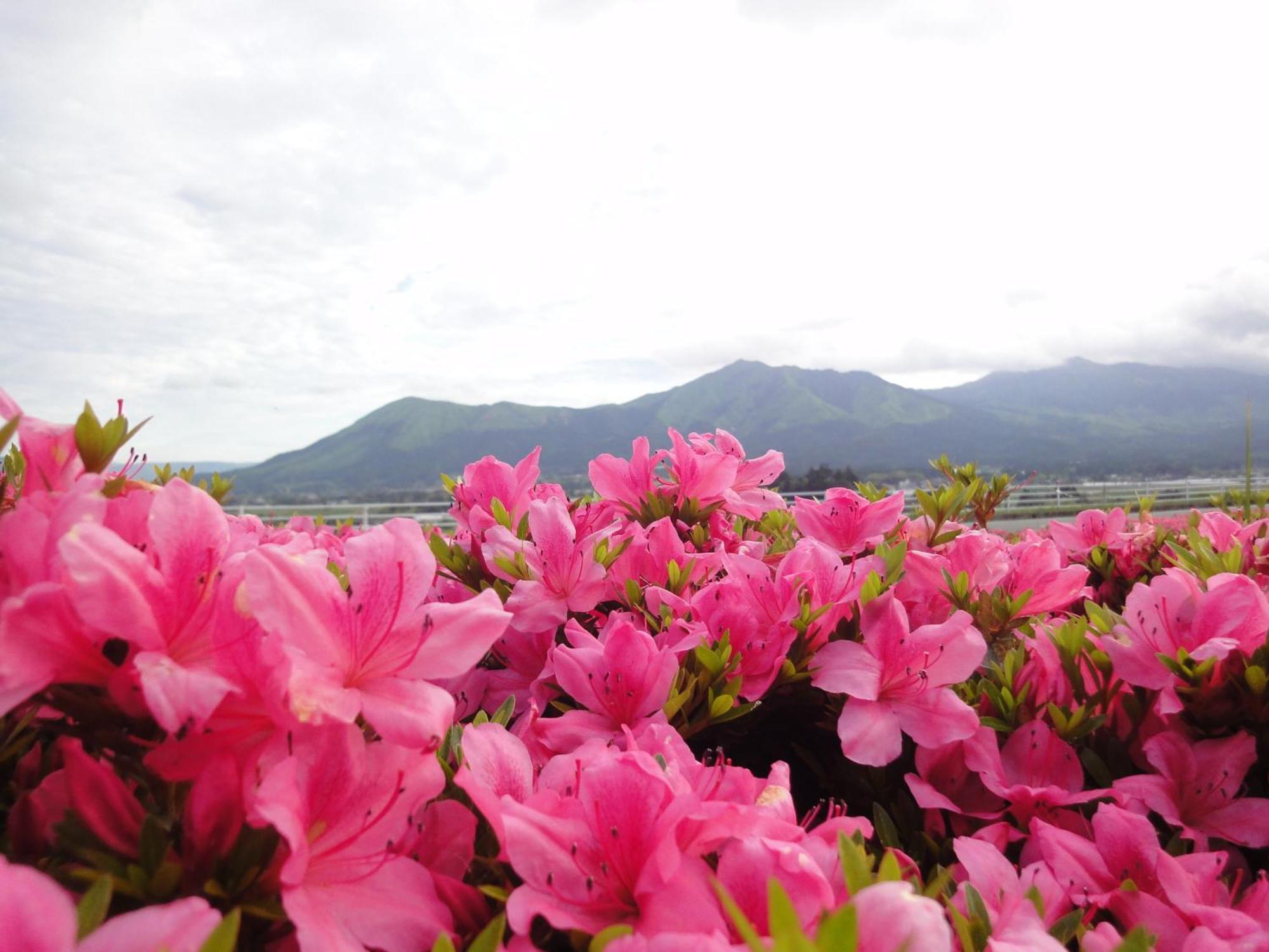 ชิกิโนะโมริ Hotel อะโซะ ภายนอก รูปภาพ